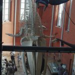 Muzeum Morskie w Stralsundzie - szkielt finwala